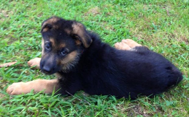 German Shepherd NewBorn Puppies for Sale in Wisconsin