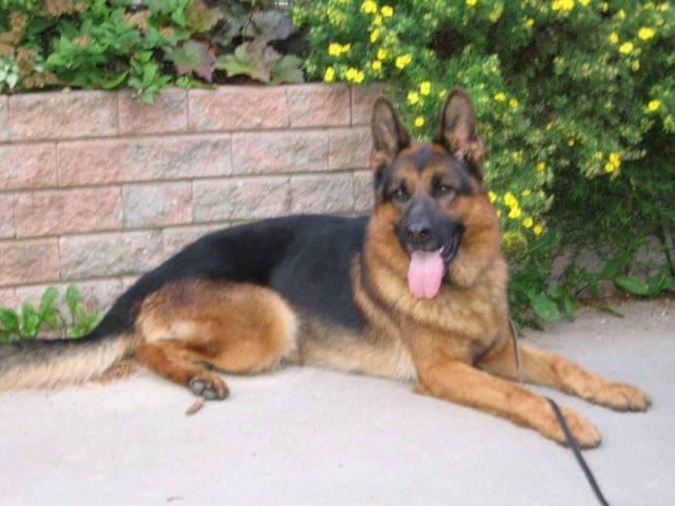 Pedigree German Shepherds