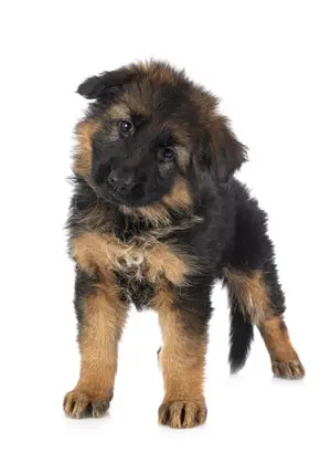 puppy1