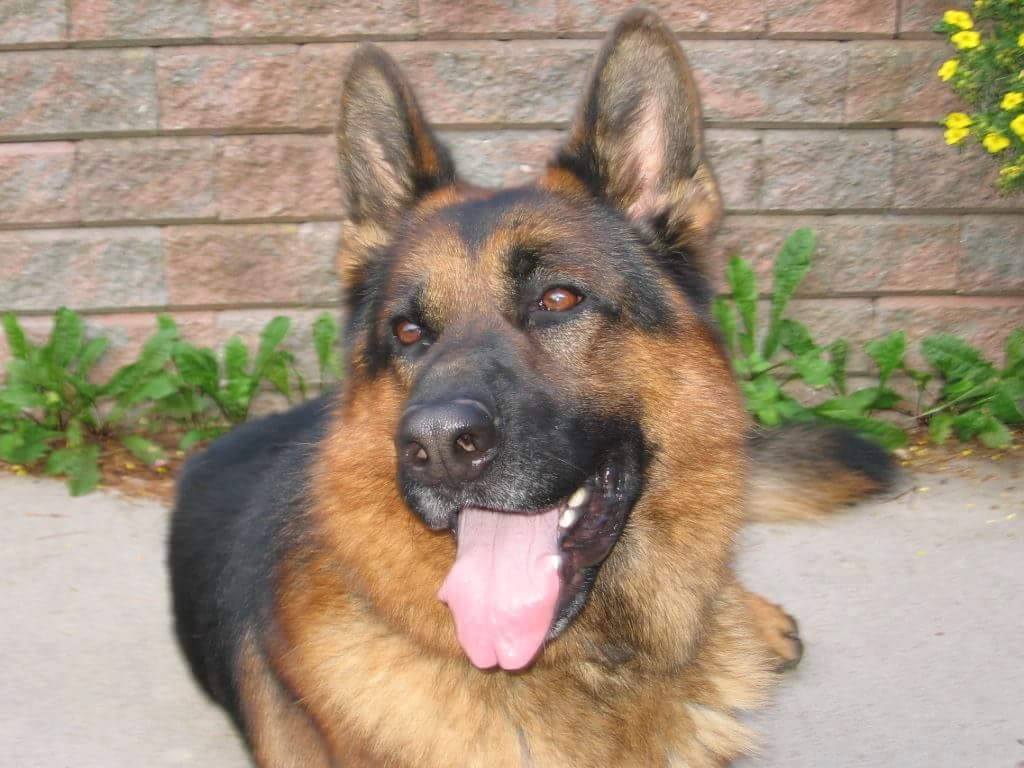 13987608_1074936745919094_3228262049612583621_o