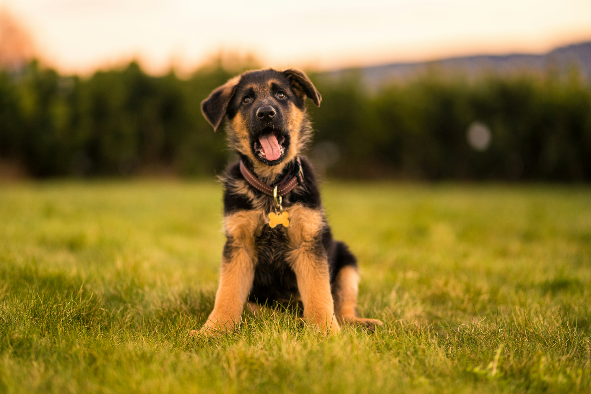 Are German Shepherds Good Family Dogs?