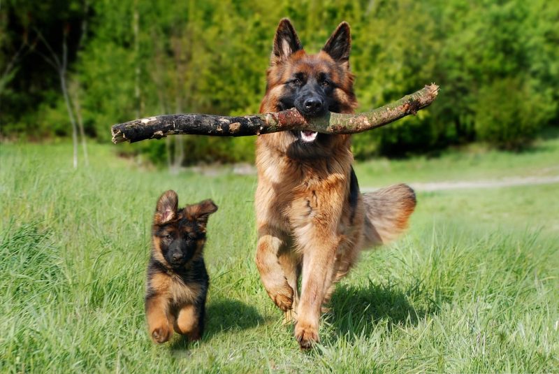 Learn what makes well bred German Shepherds at Roche's