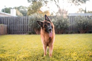 GSD Head Tilt