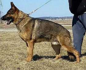 Hulio German Shepherd Stud Dog