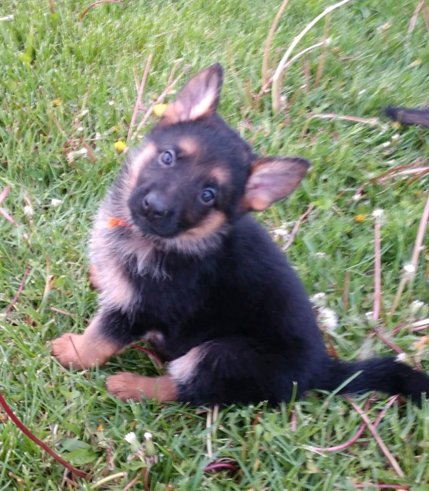 German Shepherd Puppies Wisconsin