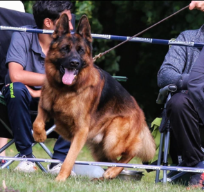 Casa-vom-Vorderwald-German-Shepherd-Pupplies-Wisconsin