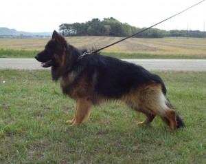 Male German Shepherd for Breeding