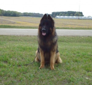 Male German Shepherd for Breeding