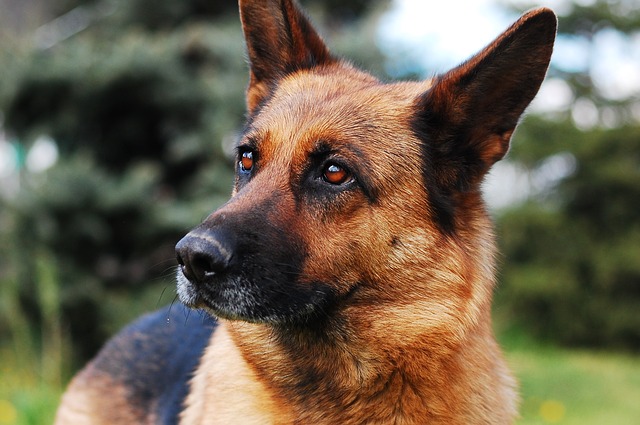 Finding the Right German Shepherd Puppies for Sale in Illinois