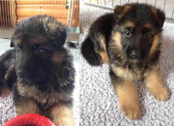 German-Shepherd-Puppies-For-Sale-Chicago-072215