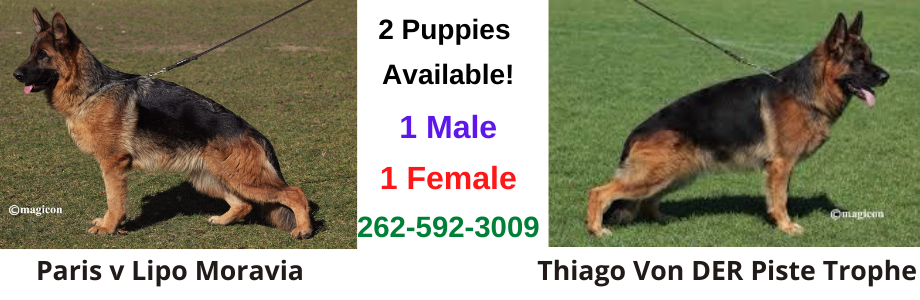 German Shepherd Puppies For Sale Chicago IL