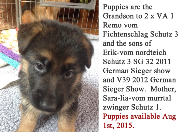 German-Shepherd-Puppies-For-Sale-Chicago-IL