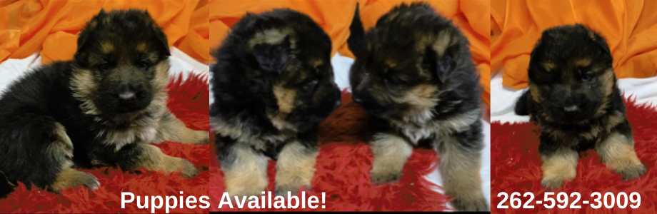 German Shepherd Puppies For Sale East Troy Wisconsin