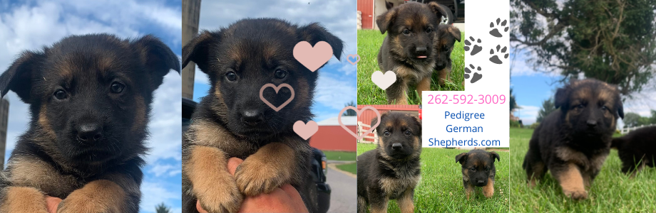 German Shepherd Puppies for sale Chicago