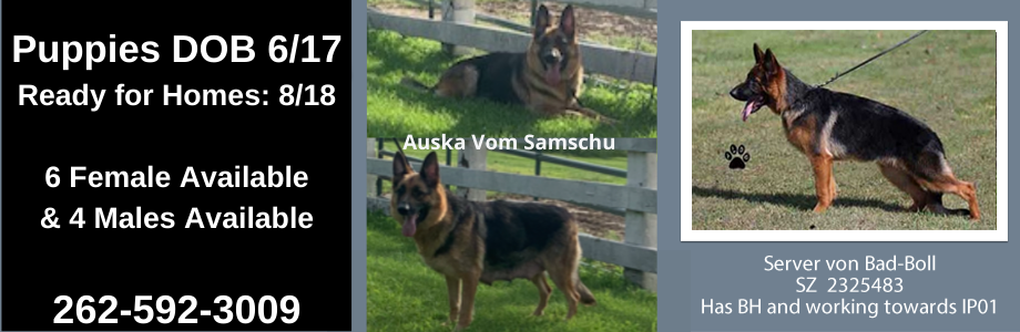 German Shepherd Puppies for sale Wisconsin