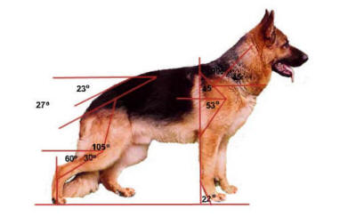 German Shepherd Anatomy