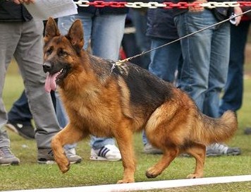 Black and Red German Shepherd Puppies, German Shepherd Breeders, German Shepherd Police Dog Puppies, German Shepherd Breeding Female,German Shepherd Long Hair Puppies, German Shepherd Puppies