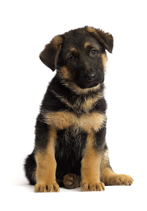 How Long Should-You Wait to Spay or Neuter Your German Shepherd Puppy