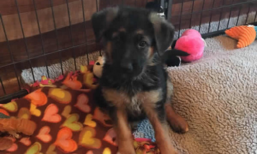 German Shepherd Puppies For Sale Chicago IL
