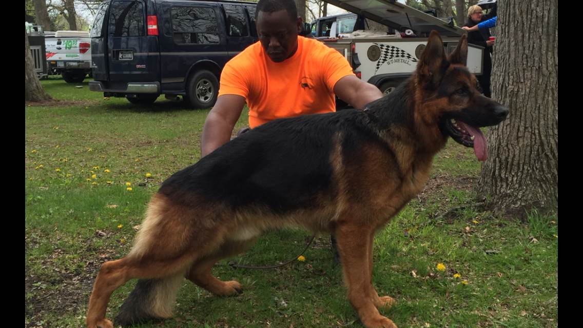 Black and Red German Shepherd Puppies, German Shepherd Breeders, German Shepherd Police Dog Puppies, German Shepherd Breeding Female,German Shepherd Long Hair Puppies, German Shepherd Puppies