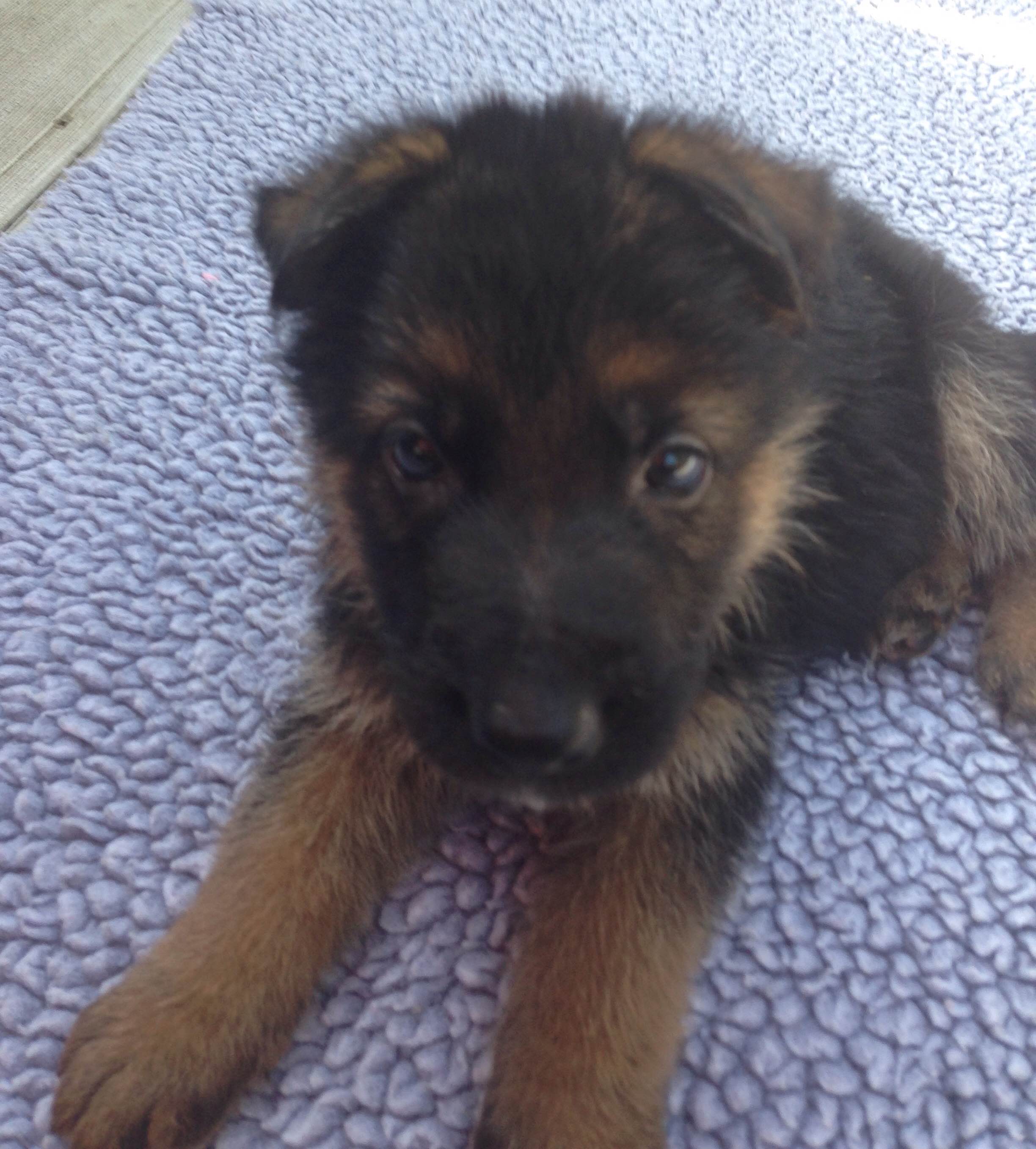 Black and Red German Shepherd Puppies, German Shepherd Breeders, German Shepherd Police Dog Puppies, German Shepherd Breeding Female,German Shepherd Long Hair Puppies, German Shepherd Puppies