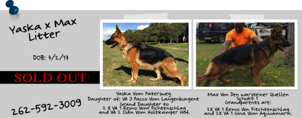 German Shepherds Puppies For Sale Madison WI