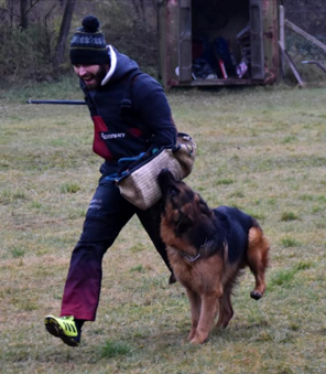 Percy-Training-German-Shepherd-Stud