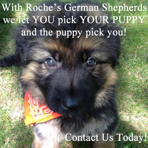 Black and Red German Shepherd Puppies, German Shepherd Breeders, German Shepherd Police Dog Puppies, German Shepherd Breeding Female,German Shepherd Long Hair Puppies, German Shepherd Puppies