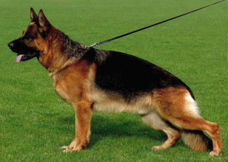 German Shepherd for breeding