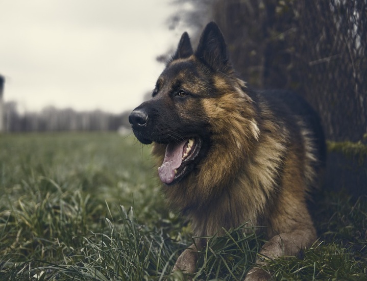 Purebred German Shepherd Puppy Chicago