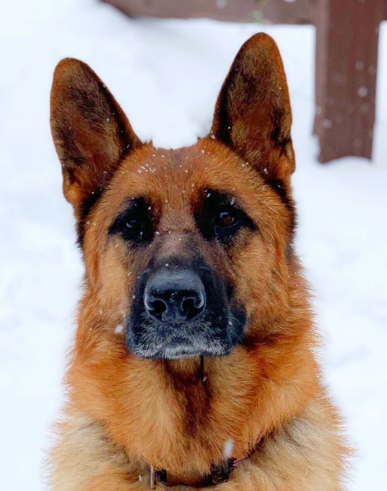 Roches-german-shepherds