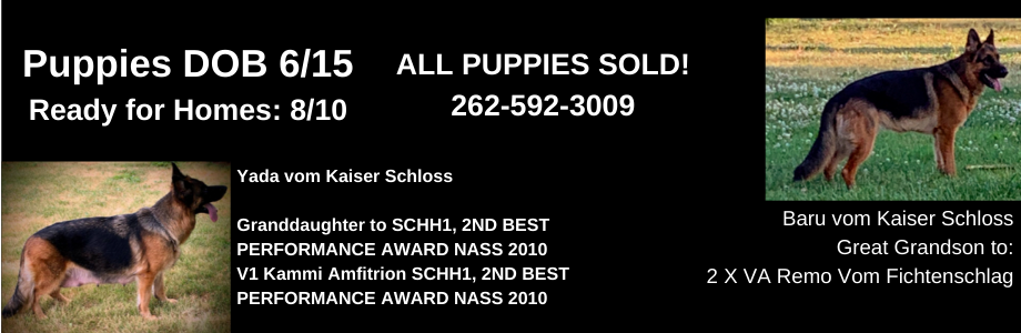 Yada x Baru German Shepherds Puppies Available Chicago IL