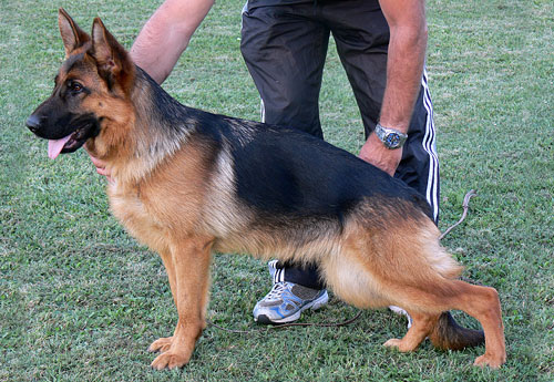 Black and Red German Shepherd Puppies, German Shepherd Breeders, German Shepherd Police Dog Puppies, German Shepherd Breeding Female,German Shepherd Long Hair Puppies, German Shepherd Puppies