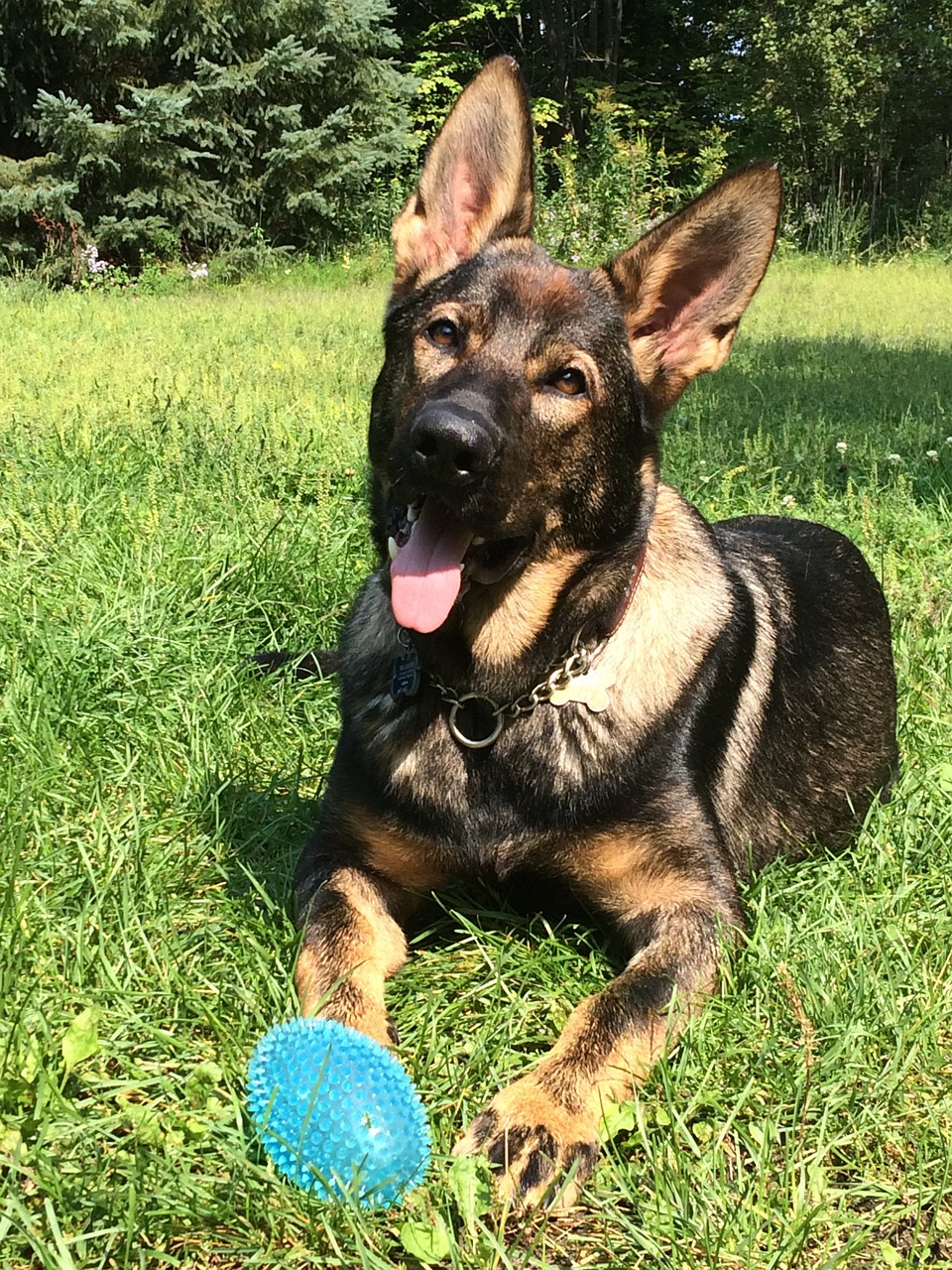 The Pros of Buying GSD from Professional Breeders
