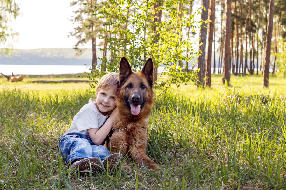 Why German Shepherd Puppies Are Great for Families With Children