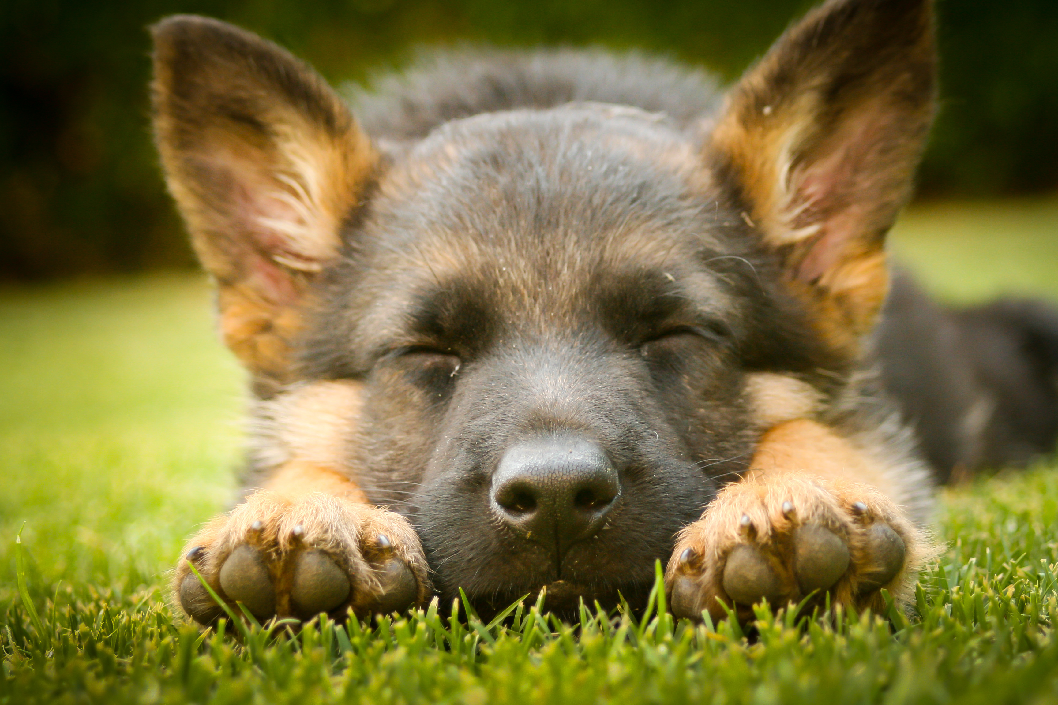 Why You Should Travel To Buy a German Shepherd Puppy