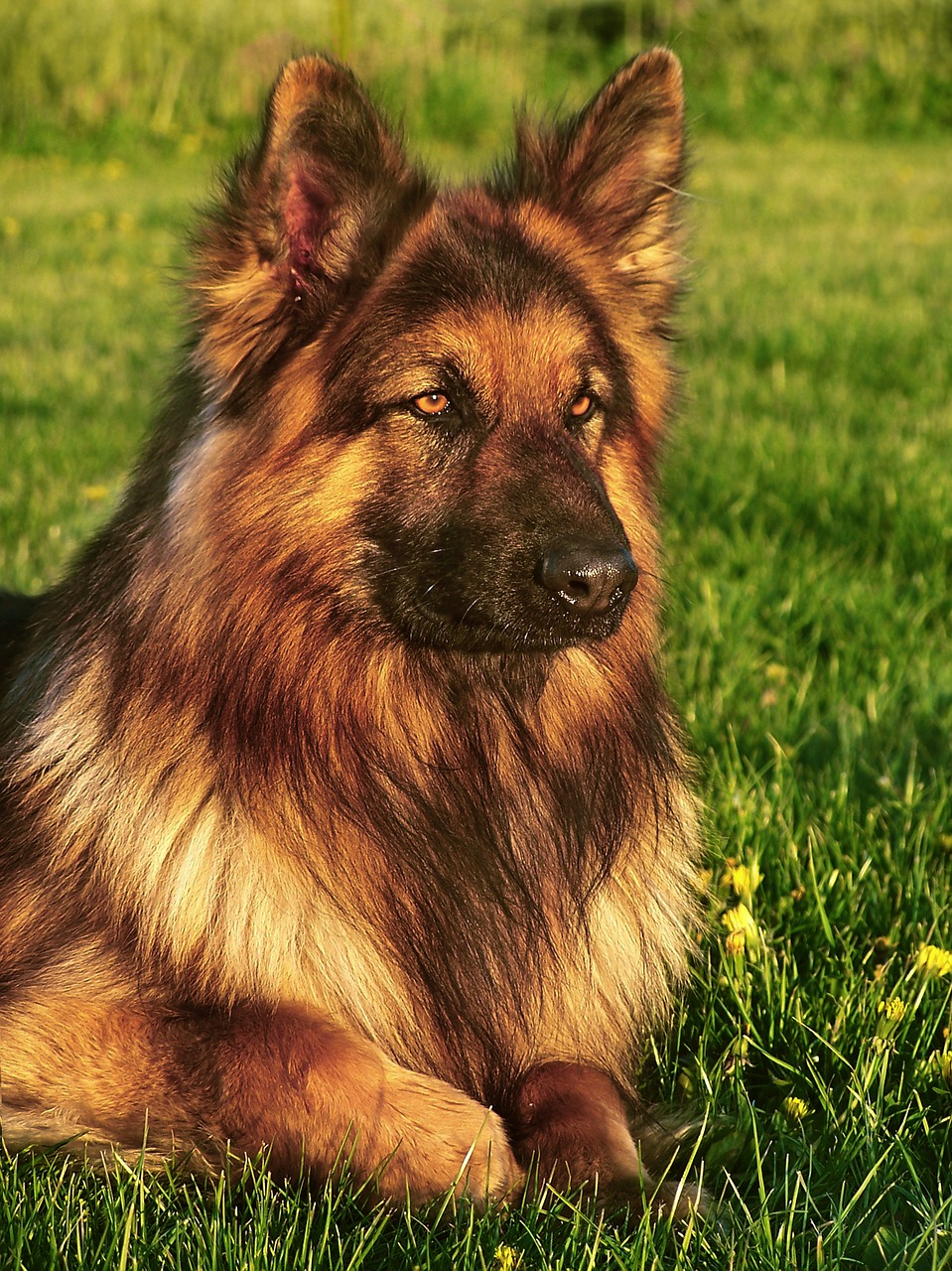 Wrong Genes Gone Right Long Haired German Shepherd Puppies