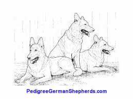 Pedigree German Shepherd