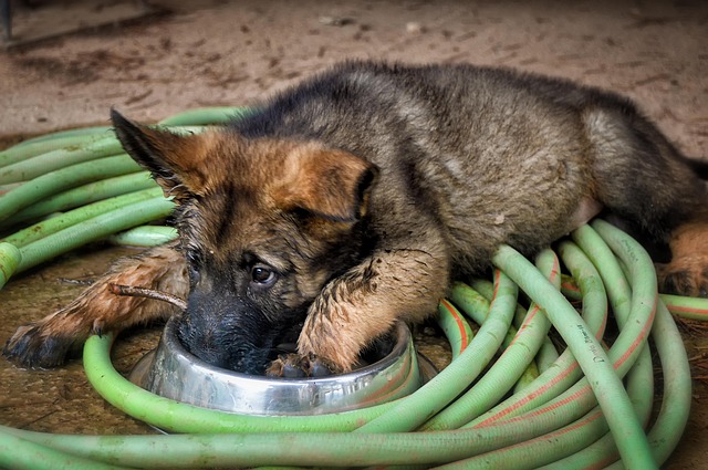 Things to Have on Hand When Bringing Home Your New German Shepherd Puppy