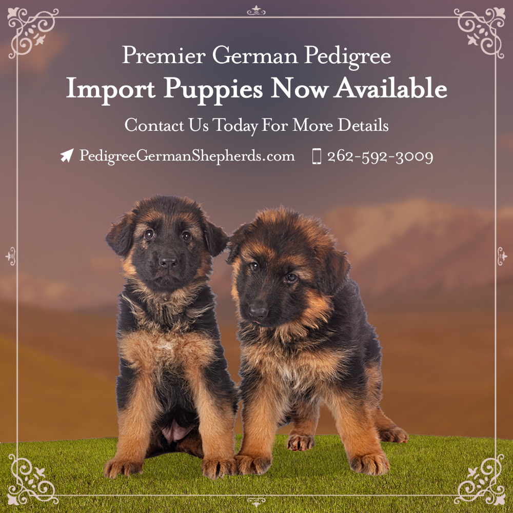 german shepherd puppies for sale near me