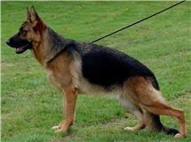 pedigree-german-shepherd-forma