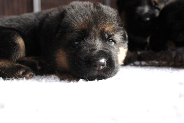 want german shepherd puppy
