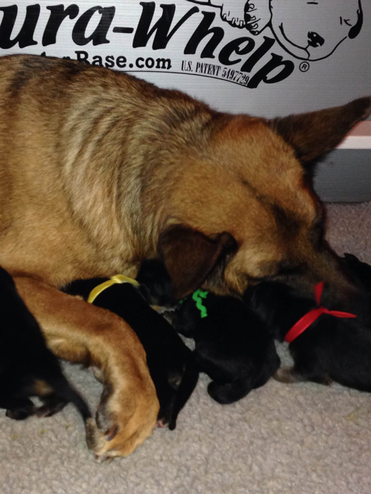 German Shepherd Puppies Chicago IL